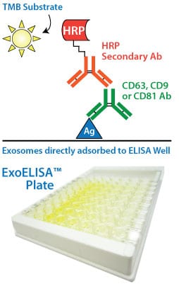The ExoELISA assay uses a colorimetric, HRP activity-based readout using extra-sensitive TMB as the substrate.