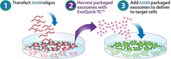 Generating exosomes with specific anti-miRNAs using AXMIR