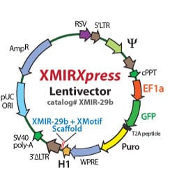 An example XMIRXpress Lentivector map using the pre-built XMIRXpress Lentivector miR-29b