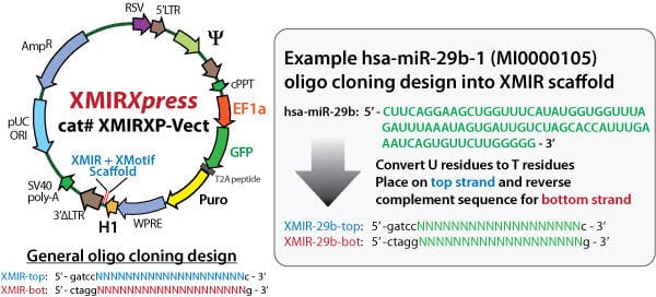 The XMIRXpress Cloning Lentivector and an example showing cloning of miR-29b