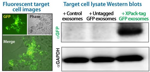 XPack-GFP exosomes deliver GFP to target cells