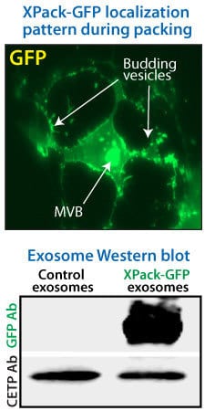 XPack efficiently packages GFP into exosomes