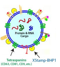 XStamp-BHP1 places BHP1 on the surface of your exosomes, targeting them to brain cells