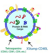 XStamp-CD40L places CD40L sequences on the surface of your exosomes, targeting them to antigen-presenting cells