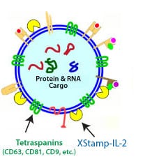 XStamp-IL-2 places IL-2 sequences on the surface of your exosomes, targeting them to immune cells