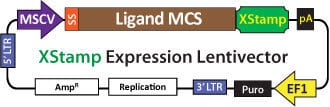 XStamp Cloning and Expression Lentivector Map