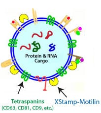 XStamp-Motilin places motilin on the surface of your exosomes, targeting them to GI cells