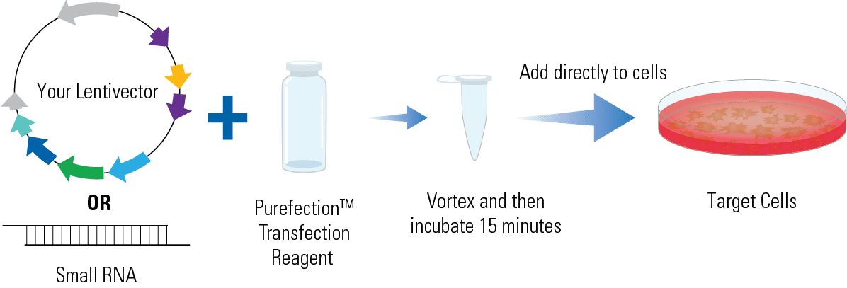 The PureFection Transfection Reagent uses a fast, 15-minute protocol