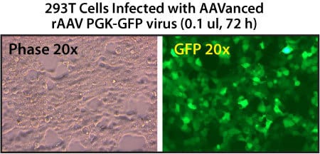 rAAV particles isolated using AAVanced Concentration Reagent are present at high copy numbers in 293T cells
