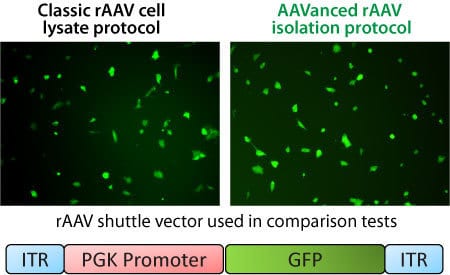 AAVanced Concentration Reagent is an easy way to isolate rAAV particles and delivers robust, high titers
