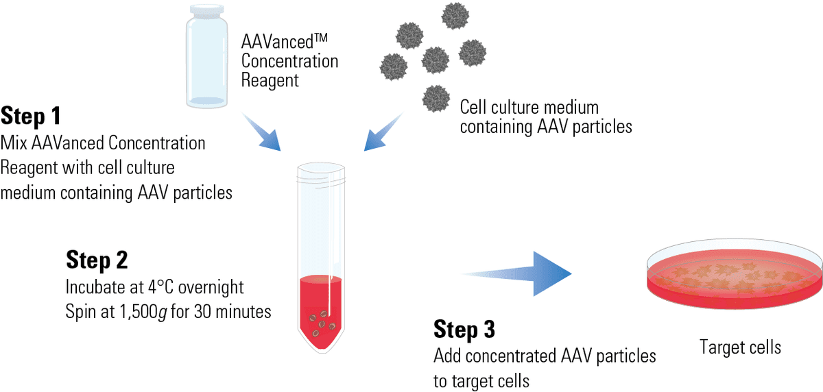 AAVanced Concentration Reagent delivers a streamlined workflow for easier gene therapy and other AAV projects