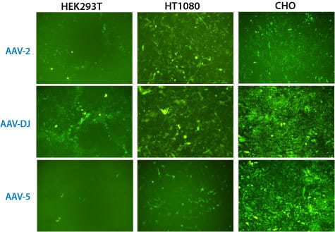 AAVanced Concentration Reagent works with multiple serotypes <em>in vitro</em>