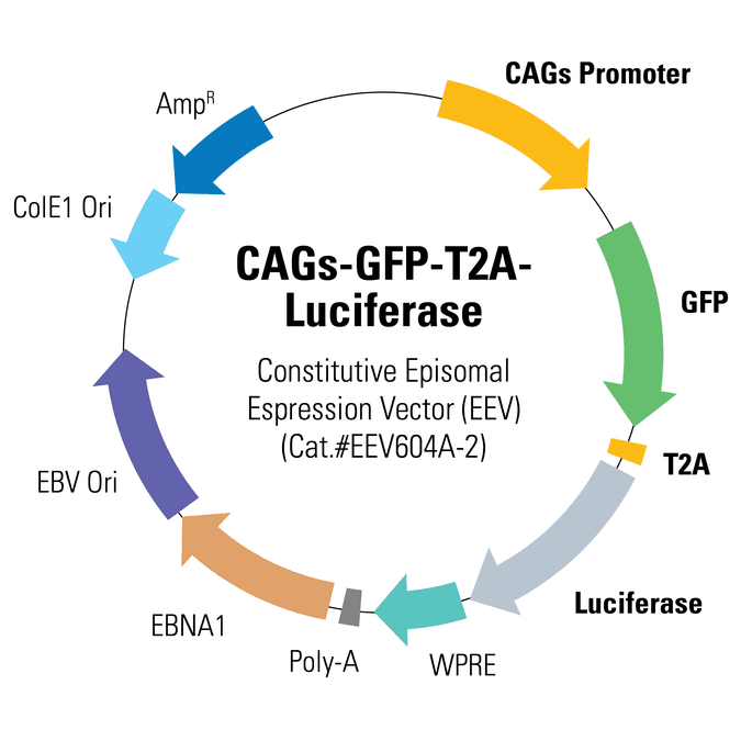CAGs-GFP-T2A-Luciferase Enhanced Episomal Vector (EEV)