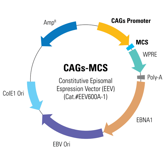 CAGs-MCS Enhanced Episomal Vector (EEV)