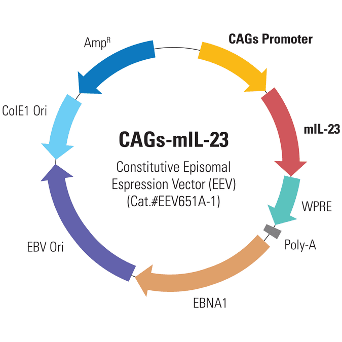 CAGs-mIL-23 Enhanced Episomal Vector (EEV)