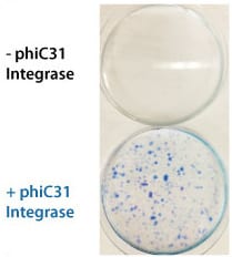 The PhiC31 Integrase System efficiently introduces a puromycin resistance marker to HEK293 cells
