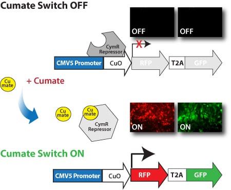 How the cumate operator switch works
