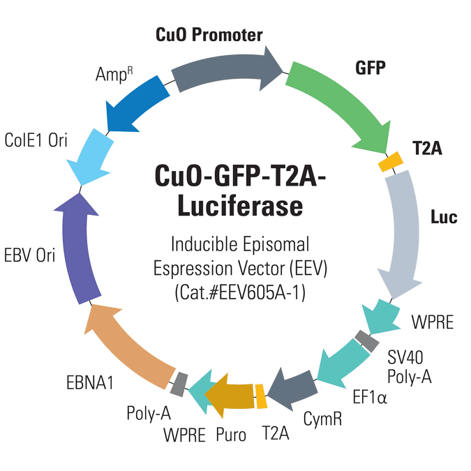 CuO-GFP-T2A-Luciferase Enhanced Episomal Vector (EEV)