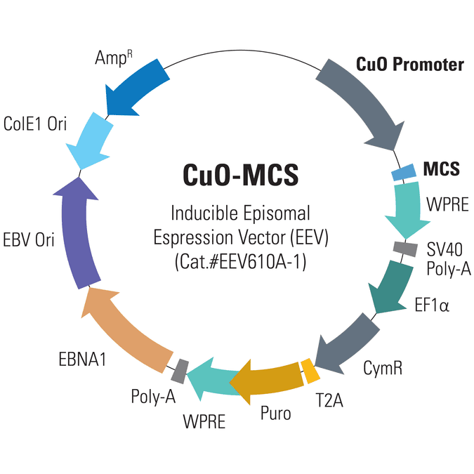 CuO-MCS Enhanced Episomal Vector (EEV)