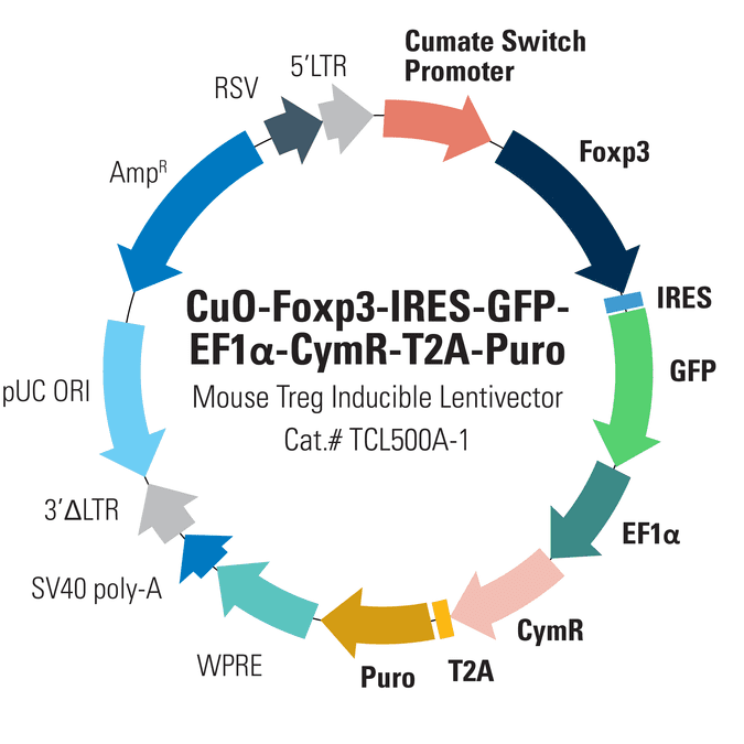 CuO-Mouse Foxp3-IRES-GFP-EF1α-CymR-T2A-Puro Cumate-Inducible Foxp3 Lentivector