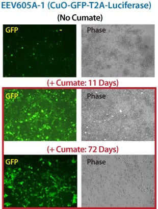 The inducible EEV reporter CuO-GFP-T2A-Luciferase delivers robust gene expression in vitro over 72 days