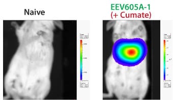 The inducible EEV reporter CuO-GFP-T2A-Luciferase delivers robust gene expression in vivo