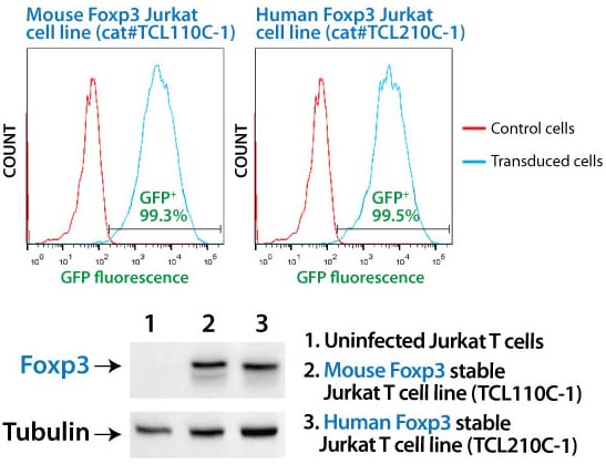 SBI’s MSCV-Mouse Foxp3-EF1α-GFP-T2A-Puro Jurkat Cell Line shows strong Foxp3 overexpression