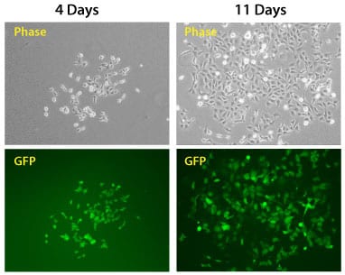 The PhiC31 Integrase System efficiently introduces a puromycin resistance marker and GFP to HEK293 cells