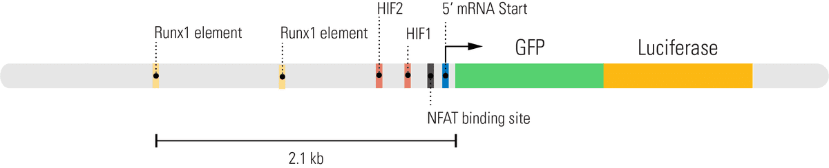 Mouse RORγt Promoter GreenFire Lentivector
