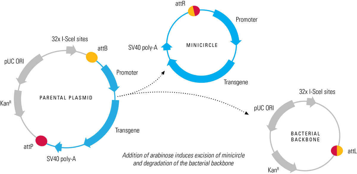 How to generate minicircles from the parental minicircle vector