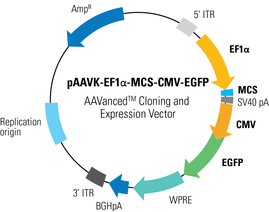pAAVK-EF1α-MCS-CMV-EGFP AAVanced Cloning and Expression Vector