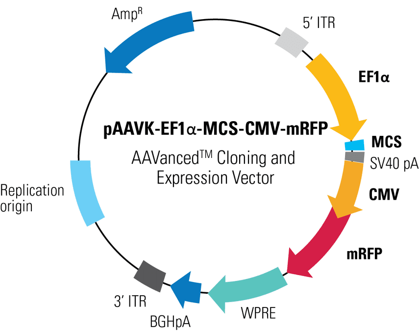 pAAVK-EF1α-MCS-CMV-mRFP AAVanced Cloning and Expression Vector