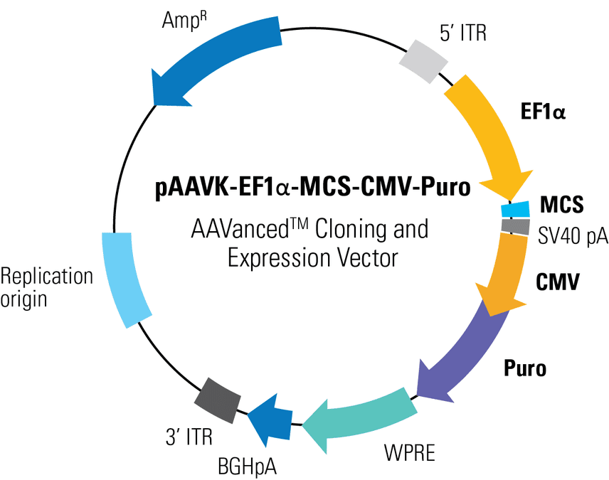 pAAVK-EF1α-MCS-CMV-Puro AAVanced Cloning and Expression Vector