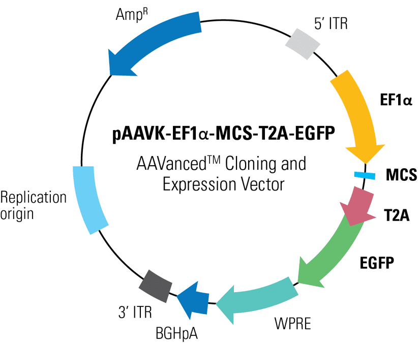 pAAVK-EF1α-MCS-T2A-EGFP AAVanced Cloning and Expression Vector