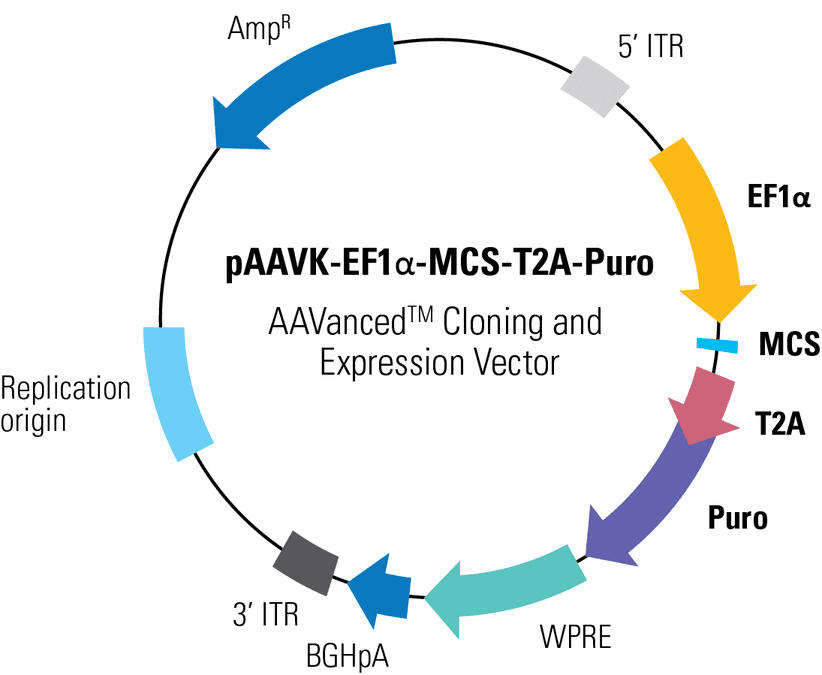 pAAVK-EF1α-MCS-T2A-Puro AAVanced Cloning and Expression Vector