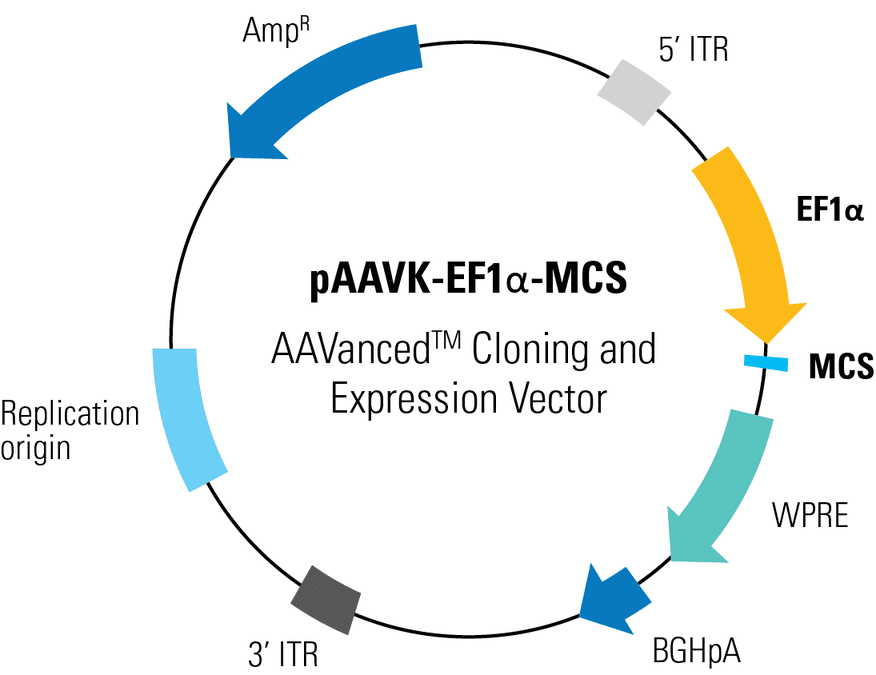pAAVK-EF1α -MCS AAVanced Cloning and Expression Vector