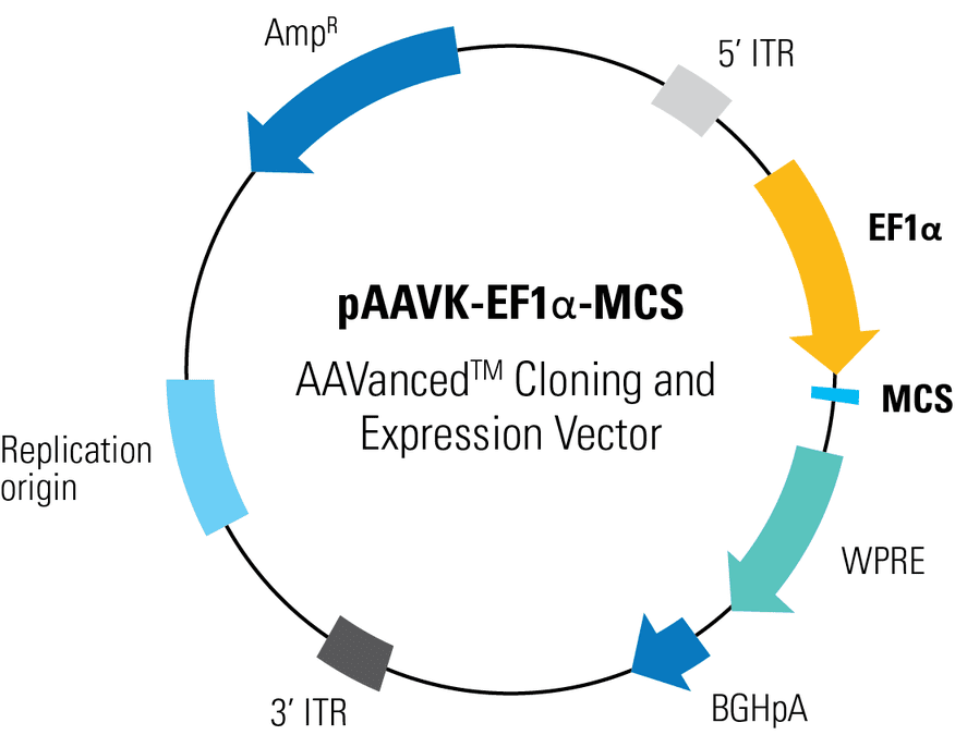 pAAVK-EF1α-MCS AAVanced™ Cloning and Expression Vector | System Biosciences