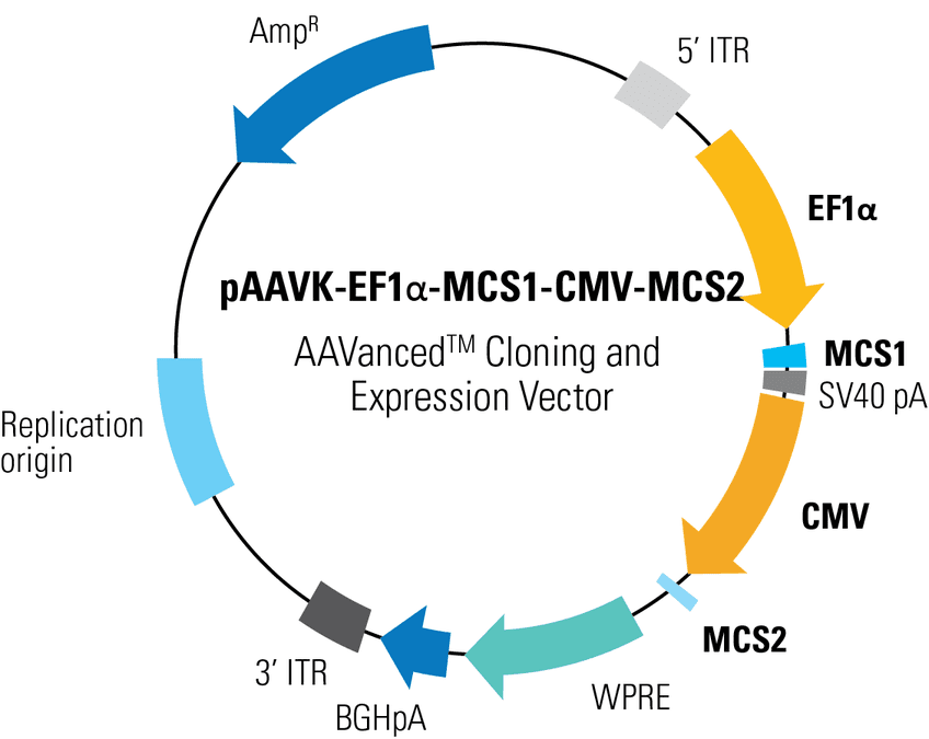 pAAVK-EF1α-MCS1-CMV-MCS2 AAVanced Cloning and Expression Vector