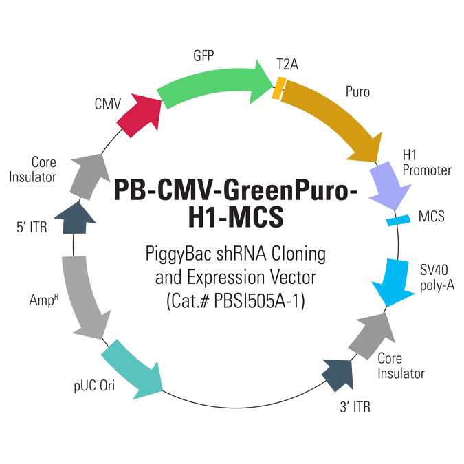 PB-CMV-GreenPuro-H1-MCS shRNA Cloning and Expression Vector