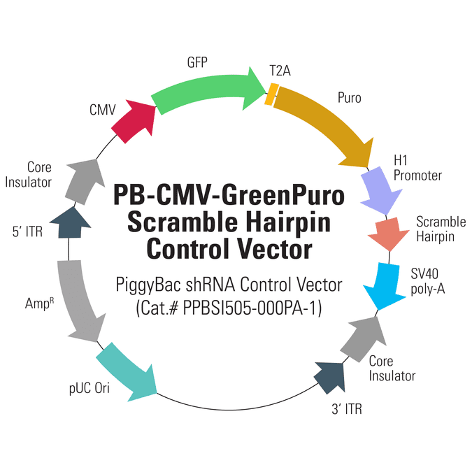 PB-CMV-GreenPuro Scramble Hairpin Control Vector