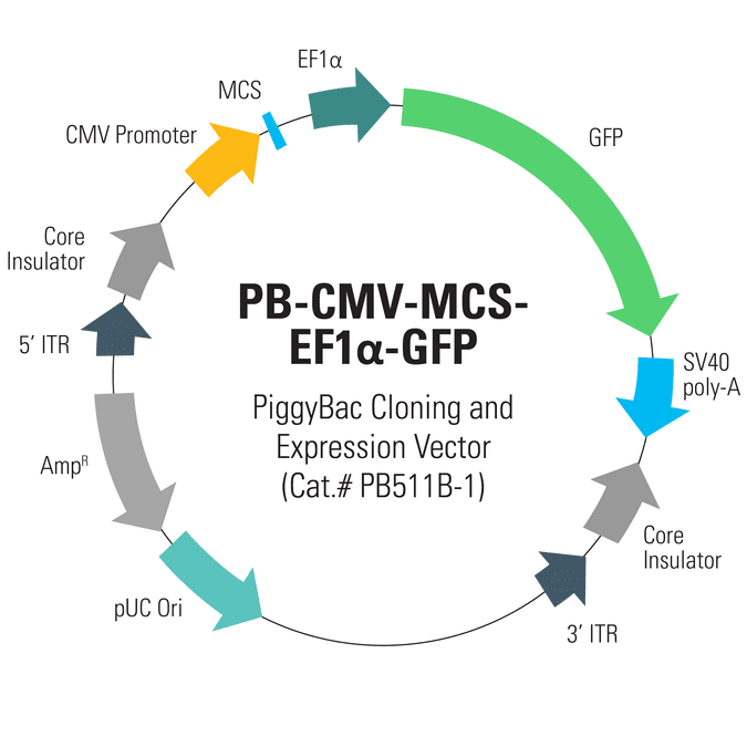 PB-CMV-MCS-EF1α-GFP PiggyBac cDNA Cloning and Expression Vector