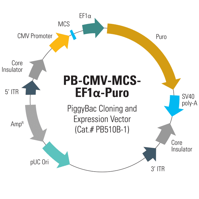 PB-CMV-MCS-EF1α-Puro PiggyBac cDNA Cloning and Expression Vector