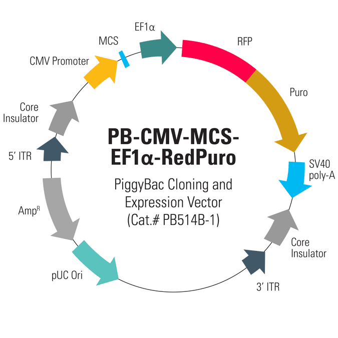 PB-CMV-MCS-EF1α-RedPuro PiggyBac cDNA Cloning and Expression Vector