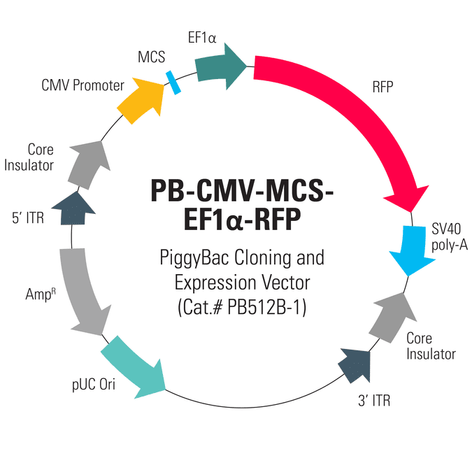 PB-CMV-MCS-EF1α-RFP PiggyBac cDNA Cloning and Expression Vector