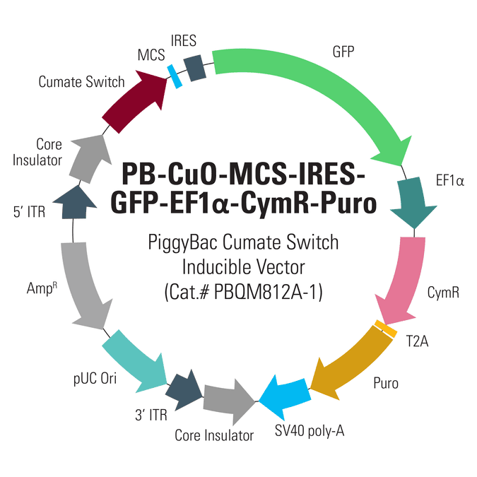 PB-Cuo-MCS-IRES-GFP-EF1α-CymR-Puro Inducible cDNA Cloning and Expression Vector