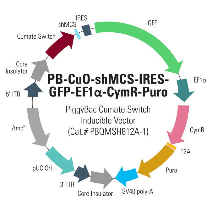 PB-Cuo-shMCS-IRES-GFP-EF1α-CymR-Puro Inducible shRNA Cloning and Expression Vector
