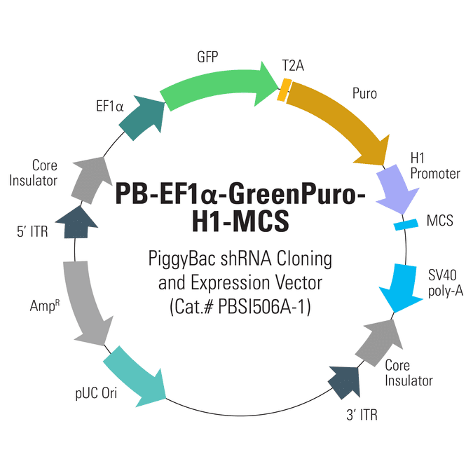 PB-EF1α-GreenPuro-H1-MCS shRNA Cloning and Expression Vector