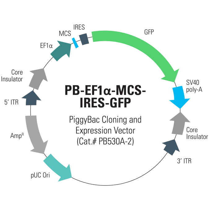 PB-EF1α-MCS-IRES-GFP PiggyBac cDNA Cloning and Expression Vector