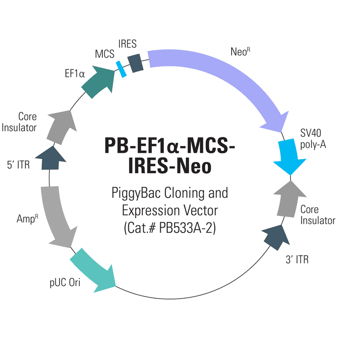 PB-EF1α-MCS-IRES-Neo PiggyBac cDNA Cloning and Expression Vector