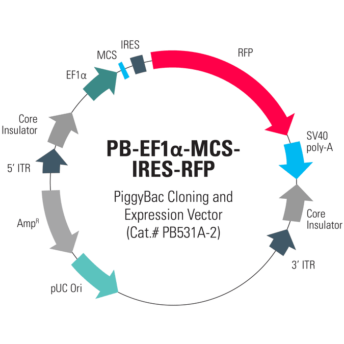 PB-EF1α-MCS-IRES-RFP PiggyBac cDNA Cloning and Expression Vector